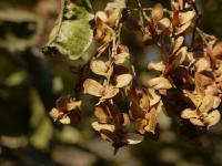 wartǝno sǝlaʔ tʃǝtʃüj-ɽæ